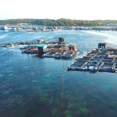 Tổn thất từ thiên tai trong nuôi tôm ven biển: Thực trạng và giải pháp ứng phó