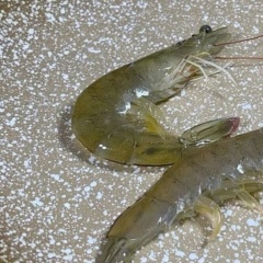 Hội chứng tôm cong thân, đục cơ: Cảnh báo stress trong ao nuôi