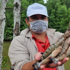 So sánh hiệu quả kinh tế của ba mô hình nuôi tôm bền vững: Tôm-Lúa, Biofloc và Tôm-Rừng