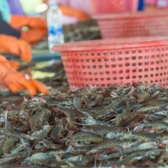 Ngành thủy sản Việt Nam điều chỉnh chiến lược: Từ mở rộng thị trường đến nâng cao giá trị