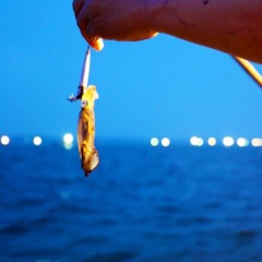 Sự chuyển mình của nghề câu mực tại Việt Nam: Từ khai thác truyền thống đến du lịch trải nghiệm giá trị cao