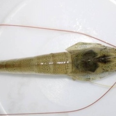 Quản lý ao nuôi và nguy cơ vểnh mang trên tôm