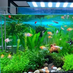 Người nuôi mới cần chú ý những gì: Bước khởi đầu cho thú vui nuôi cá cảnh