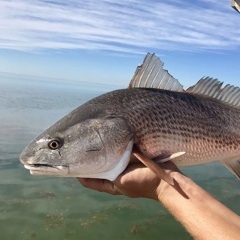 Ngành nuôi cá hồng Mỹ tại Việt Nam: Hành trình từ đối tượng nhập khẩu thử nghiệm đến trụ cột kinh tế