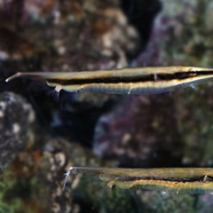 Cá múa sọc nâu: Loài cá kỳ lạ bơi thẳng đứng như múa