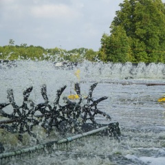 Một số giải pháp bảo vệ và phát triển nguồn lợi thuỷ sản