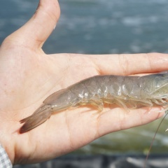 Giải mã trạng thái nghỉ ngơi của tôm: Tôm có thực sự ngủ không?