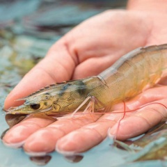 Tăng cường miễn dịch tôm bằng Beta-Glucan