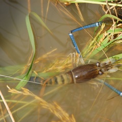 Tôm càng xanh toàn đực: Những ưu thế và những điều cần lưu ý