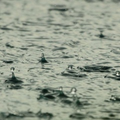 Sau cơn mưa: Chuỗi phản ứng khiến tôm bơi lờ đờ, nổi đầu