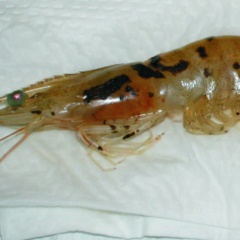 Bệnh Taura: Từ hiểm họa toàn cầu đến bước ngoặt di truyền trong ngành nuôi tôm thẻ chân trắng