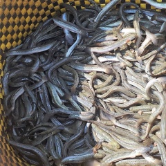 Kỹ thuật mô hình nuôi cá kèo: Đối tượng chiến lược cho các vùng nước lợ Việt Nam