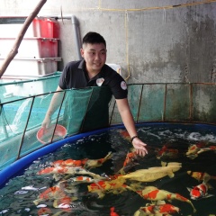 Những điều nên biết về nghề nuôi cá koi giống tại Việt Nam