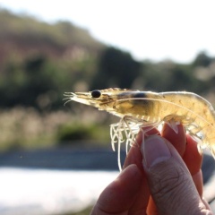 Quá trình hô hấp của tôm: Cơ chế sinh học và sự thích nghi với môi trường