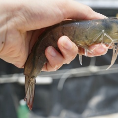 Tôm nhảy lên mặt nước: Dấu hiệu cảnh báo nguy hiểm trong ao nuôi