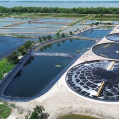 Nuôi tôm bền vững: Không còn là lựa chọn, mà là yêu cầu sống còn