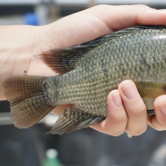 Cá rô phi Việt Nam: Vượt qua định kiến để khẳng định giá trị