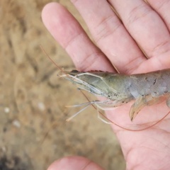 Tôm cụt râu: Tín hiệu cảnh báo rủi ro môi trường ao nuôi