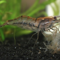 Lột xác cưỡng bức ở tôm: Khi bản năng sinh tồn trở thành con đường dẫn đến cái chết