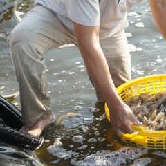 Quản lý dinh dưỡng chủ động: Giải pháp gốc rễ cho vấn đề tôm bỏ ăn