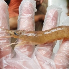 Tôm rảo hay tôm thẻ - Lựa chọn nào là phù hợp cho người nông dân