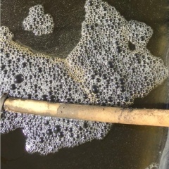 Nhớt bạt: Hiểu đúng vấn đề để nuôi tôm bền vững