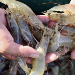 Ngộ độc amoniac ở tôm: Dấu hiệu nhận biết và mức độ nguy hiểm