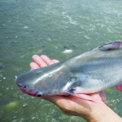 Kiểm soát vi sinh đường ruột: Bí quyết để cá tra khỏe và lớn nhanh