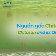 VNF Infographic Series: Nguồn gốc Chitosan