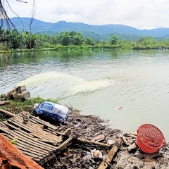 Lâm Đồng: Hơn 10 tấn cá chết bất thường, thiệt hại 800 triệu