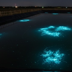 Ao tôm phát sáng ban đêm: Vẻ đẹp báo hiệu thảm họa ngầm