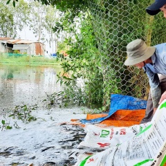 Nuôi cá đồng theo hướng “thuận thiên”