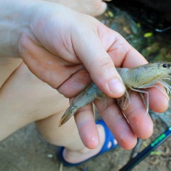 Vì sao men vi sinh trong ao tôm không còn hiệu quả như trước?