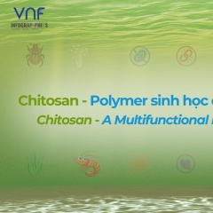 VNF Infographic Series: Chitosan – Polymer sinh học đa chức năng
