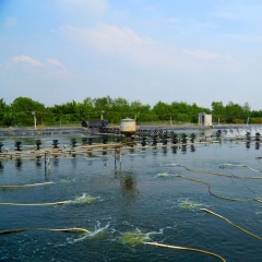 Chuyển đổi số trong ngành thủy sản, xu hướng tất yếu cho phát triển bền vững