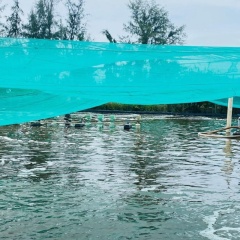 Các biện pháp phòng, trị bệnh thủy sản nuôi trong mùa mưa bão