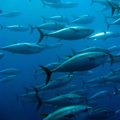 Thị trường Mỹ nguy cơ giảm nửa tỷ đô - Cú hích chuẩn hóa nghề cá