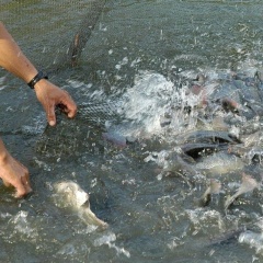 Cá rô phi Việt Nam bứt phá mạnh mẽ: Tận dụng thời cơ và hướng đến tầm nhìn dài hạn