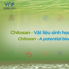 VNF Infographic Series: Chitosan - Vật liệu sinh học tiềm năng