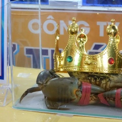 Cà Mau sẵn sàng cho Lễ hội Cua lần II, hướng tới nâng tầm thương hiệu quốc gia