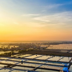 Chiến lược xanh hóa: "Giấy thông hành" bắt buộc của thủy sản Việt Nam