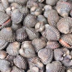 Một số lưu ý khi nuôi tổng hợp sò huyết trong ao nuôi tôm sú