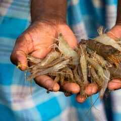 Mô hình CTU-RAS quy mô nông hộ - Giải pháp cho ngành tôm