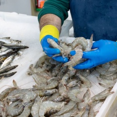 Thuế đối ứng tại Mỹ: Cá tra Việt hưởng lợi, tôm đối mặt thách thức lớn