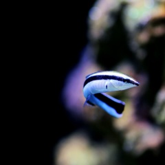 Cá bàng chài vệt xanh