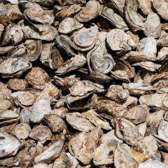 Khủng hoảng hàu tại Nhật: Thời cơ vàng cho doanh nghiệp Việt Nam?