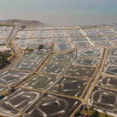 Mô hình nuôi tôm