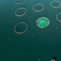 Nuôi trồng thủy sản