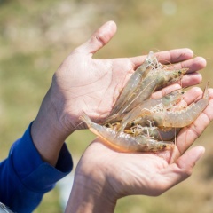 VietAgros 2026: Nhịp cầu kết nối Nông nghiệp xanh