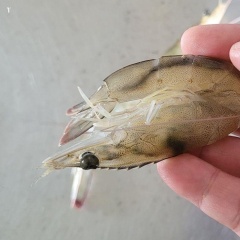 Tại sao tôm bị mềm vỏ sau mưa?